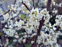 REDBUD TEXAS WHITE BUD #30