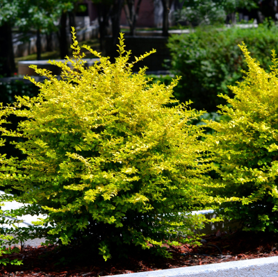 LIGUSTRUM SUNSHINE #1