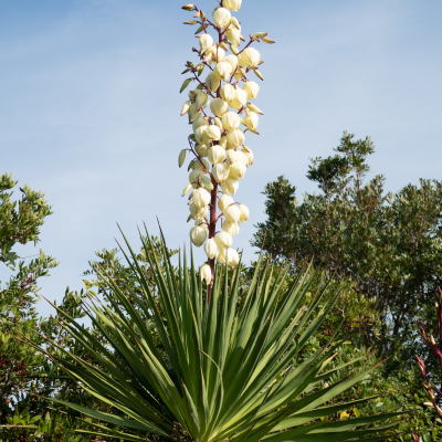 YUCCA GLORIOSA #5