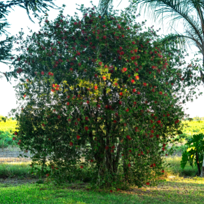 BOTTLEBRUSH HANNAH RAY #15