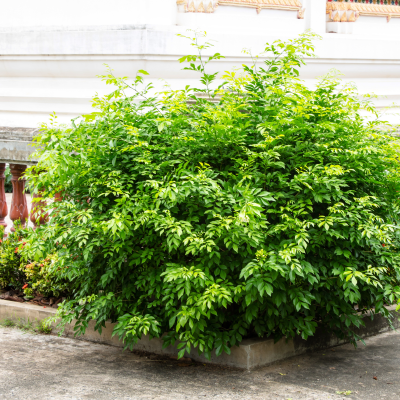 JASMINE ORANGE #1