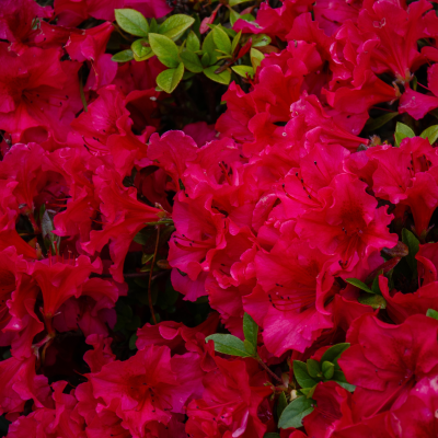 AZALEA RED #3