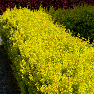 BARBERRY GOLD PILLAR #2