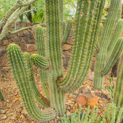 CACTUS ARGENTINE SAGUARO #5