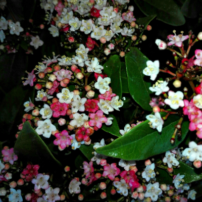 VIBURNUM SHADES OF PINK #7