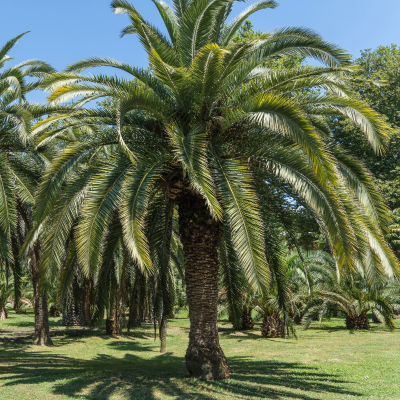 PALM PINDO #3