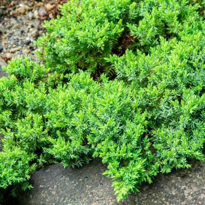 JUNIPER ASSORTED #7