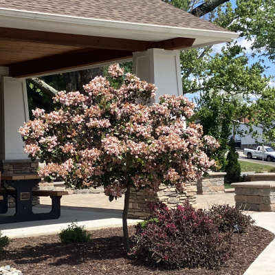 INDIAN HAWTHORN STANDARD #15