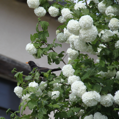 VIBURNUM SNOWBALL #3