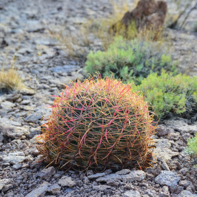 CACTUS BARREL FEROCACTUS #7