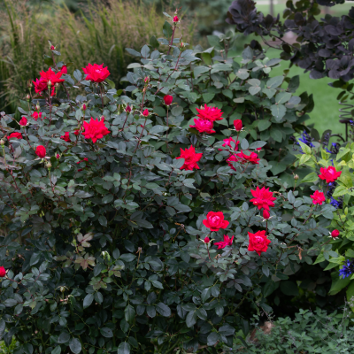 ROSE KNOCKOUT DOUBLE RED #3