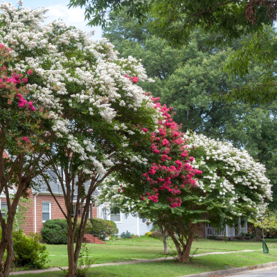 CREPE MYRTLE ACOMA #15