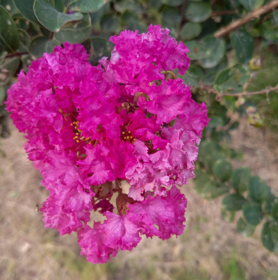 CREPE MYRTLE TWILIGHT #15