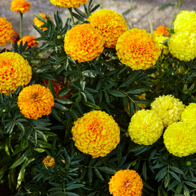 BEDDING 4" MARIGOLD