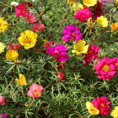 BEDDING 4" PORTULACA PURSLANE