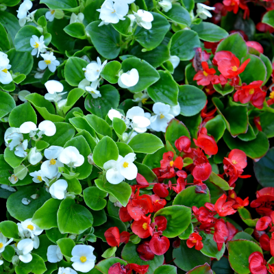 BEDDING 4" BEGONIA