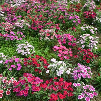 BEDDING 4" DIANTHUS