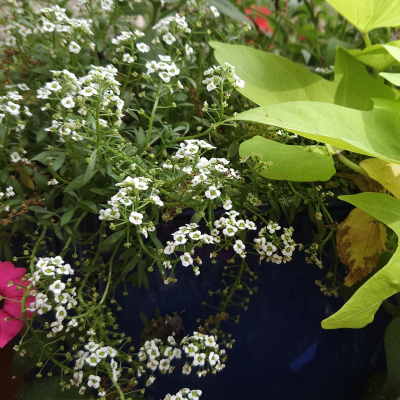 BEDDING 4" ALYSSUM