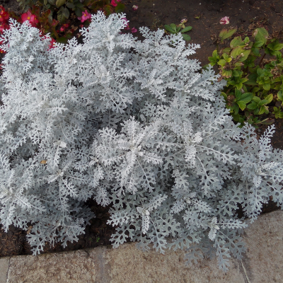 BEDDING 4" DUSTY MILLER