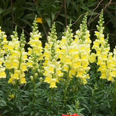 BEDDING 4" SNAPDRAGON