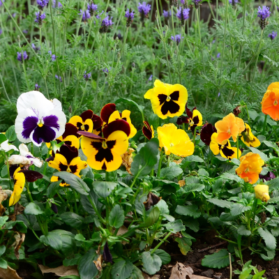 BEDDING 4" PANSY VIOLA