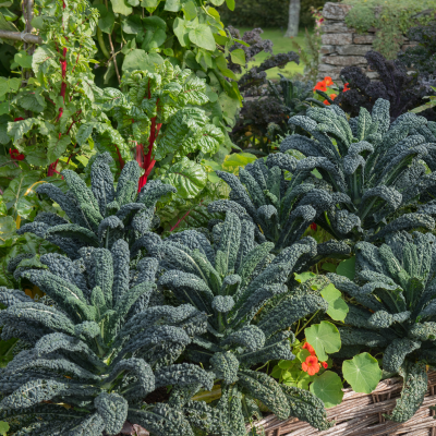 BEDDING 4" KALE CABBAGE CHARD