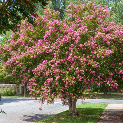 CREPE MYRTLE SIOUX #15