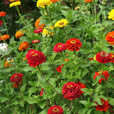 BEDDING 4" ZINNIA