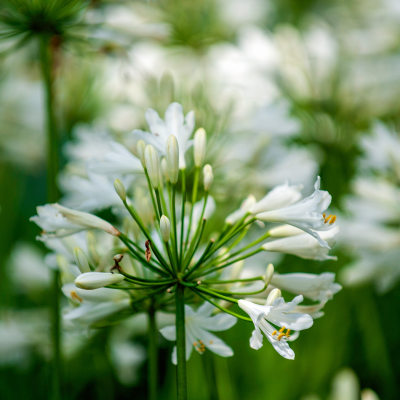 AGAPANTHUS WHITE #3