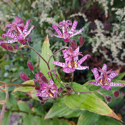 TOAD LILY #1