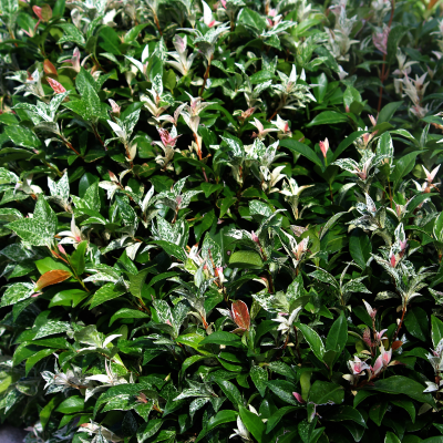 JASMINE ASIAN VARIEGATED QUART