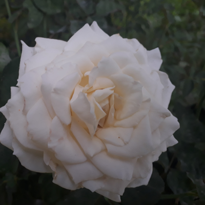 ROSE DRIFT WHITE / POPCORN #3