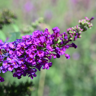 BUTTERFLY BUSH PROVEN WINNERS #3