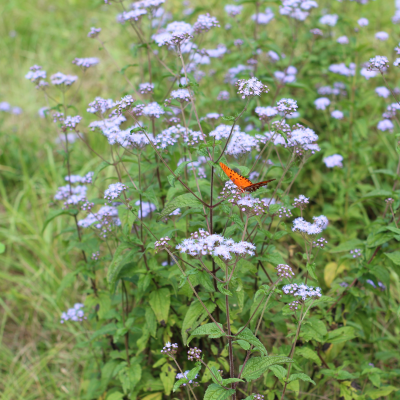 MISTFLOWER BLUE #1