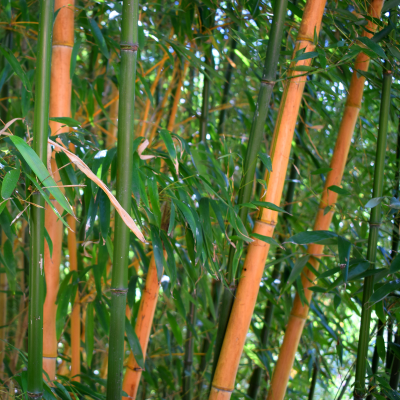 BAMBOO GIANT TIMBER #15