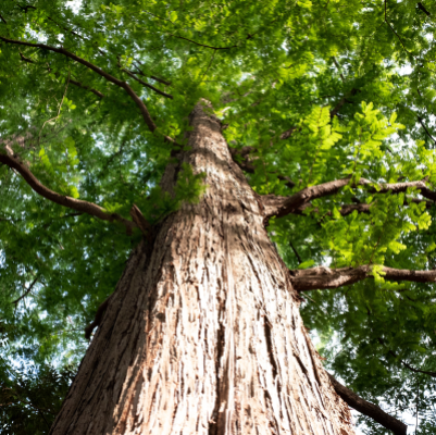 REDWOOD DAWN #5