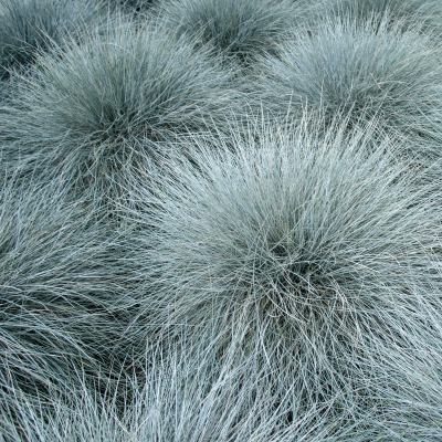 GRASS BLUE FESCUE 4.5" QUART