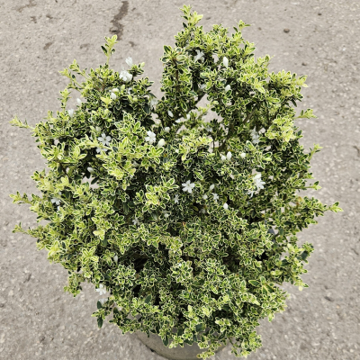 SERISSA VARIEGATED #3