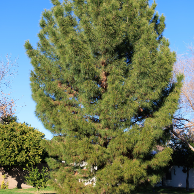 PINE ASSORTED #5