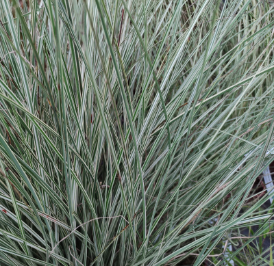 GRASS MAIDEN VARIEGATED #3
