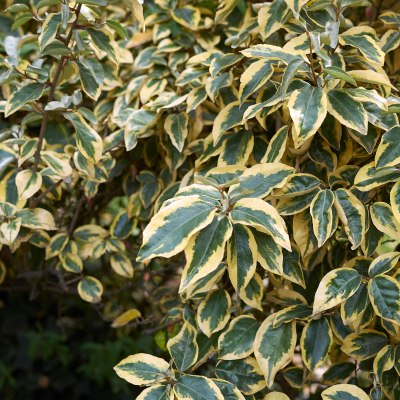 ELAEAGNUS VARIEGATED #7