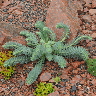 EUPHORBIA DONKEY TAIL #1