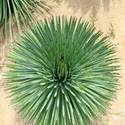 AGAVE AMERICANA STRIATA #15