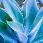 AGAVE BLUE FLAME #3