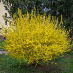 FORSYTHIA #1