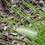 GRASS FOUNTAIN BUNNY #5