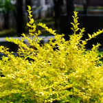 LIGUSTRUM SUNSHINE #15