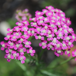 YARROW #2 #3