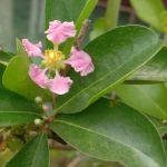 BARBADOS CHERRY TREE #3