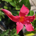 MANDEVILLA BUSH #3 #5